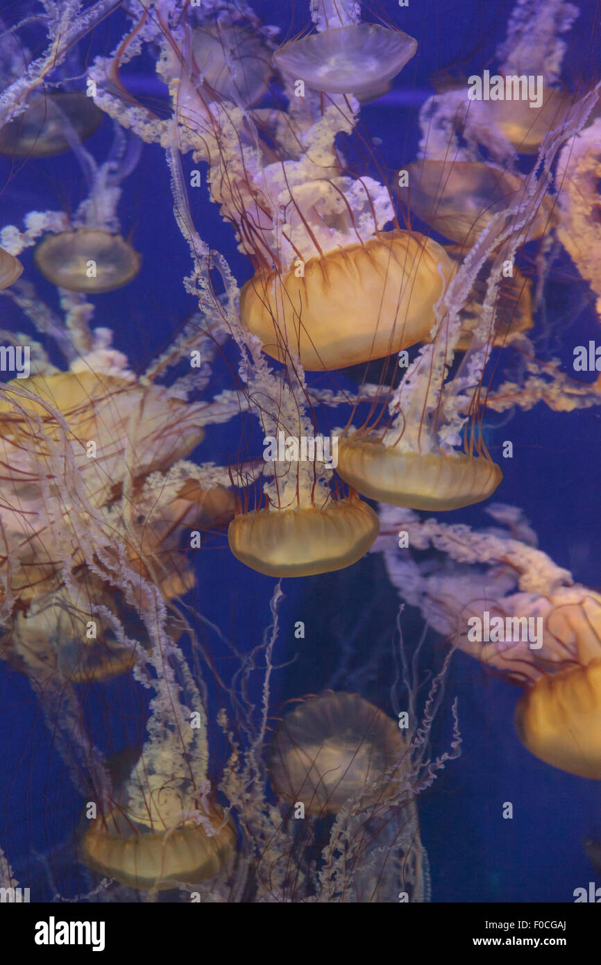 Pacific sea nettle jellyfish, Chrysaora fuscescens, is found along the coast of California and Oregon in the United States. Stock Photo