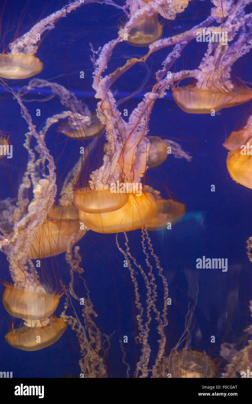 Pacific sea nettle jellyfish, Chrysaora fuscescens, is found along the coast of California and Oregon in the United States. Stock Photo
