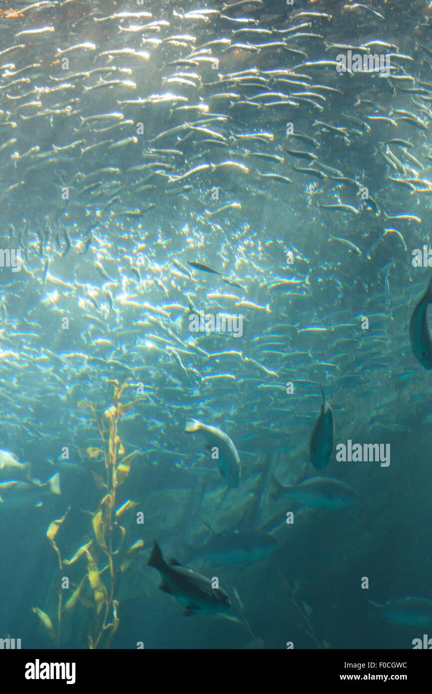 School of silver fish swimming in a circle above a reef and sea kelp