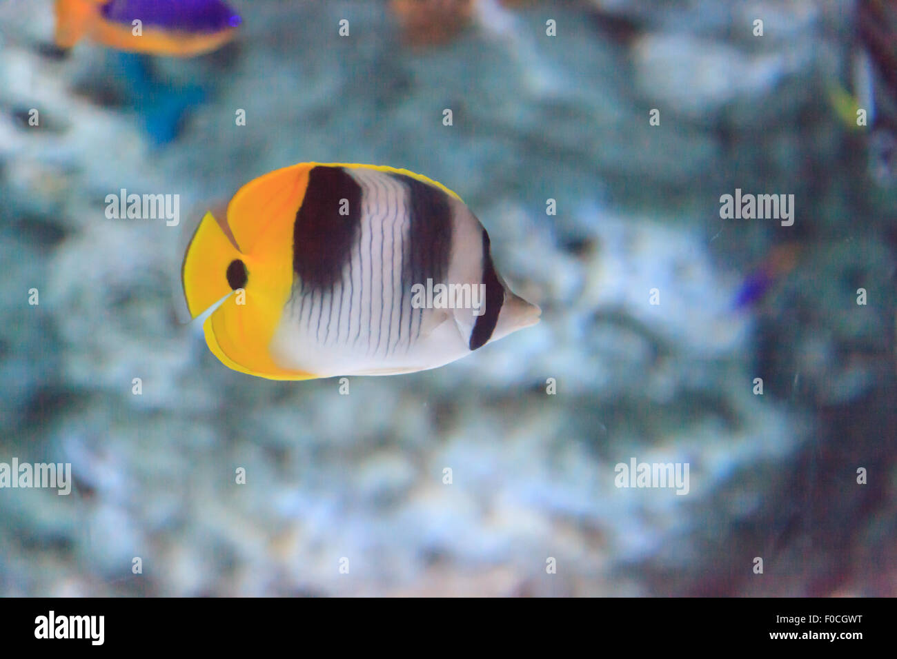 Threadfin butterflyfish, Chaetodon auriga, is a yellow, white and black fish with a sharp