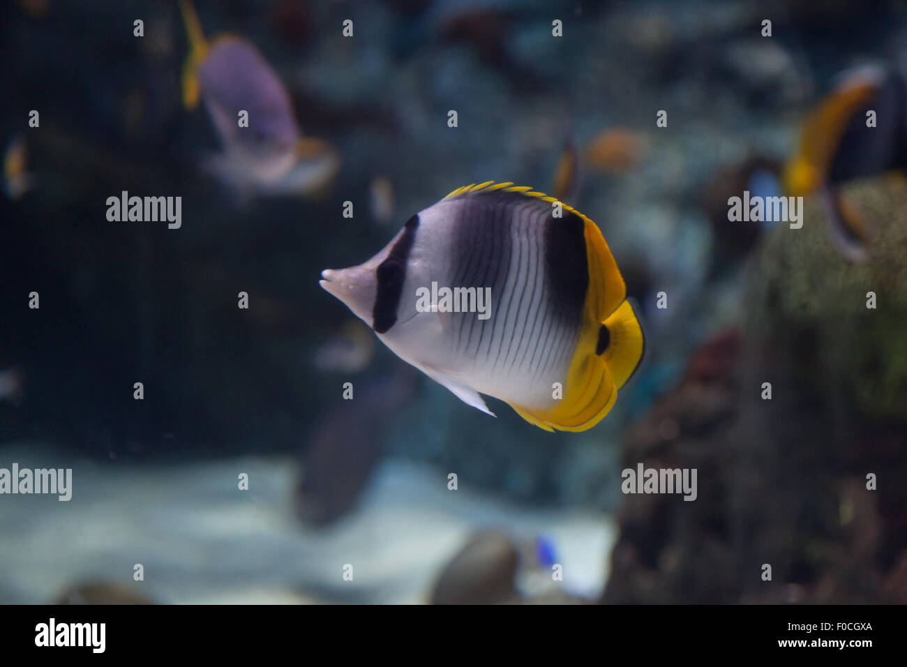 Threadfin butterflyfish, Chaetodon auriga, is a yellow, white and black fish with a sharp, pointed mouth Stock Photo