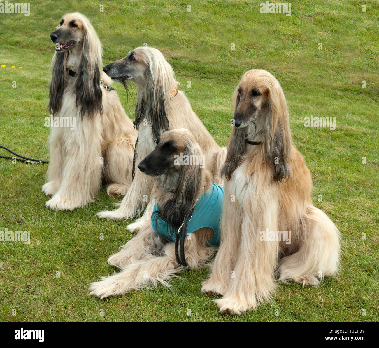 Afghane; Afghanischer; Windhund; Hund; Stock Photo