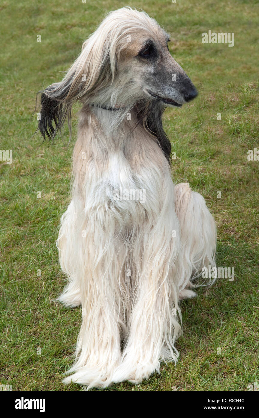 Afghane; Afghanischer; Windhund; Hund Stock Photo - Alamy