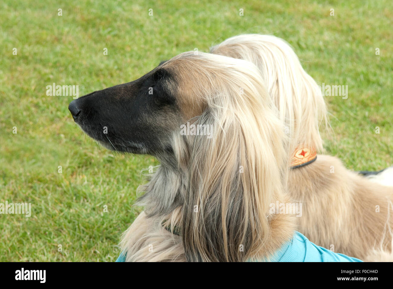 Afghane; Afghanischer; Windhund; Hund; Stock Photo