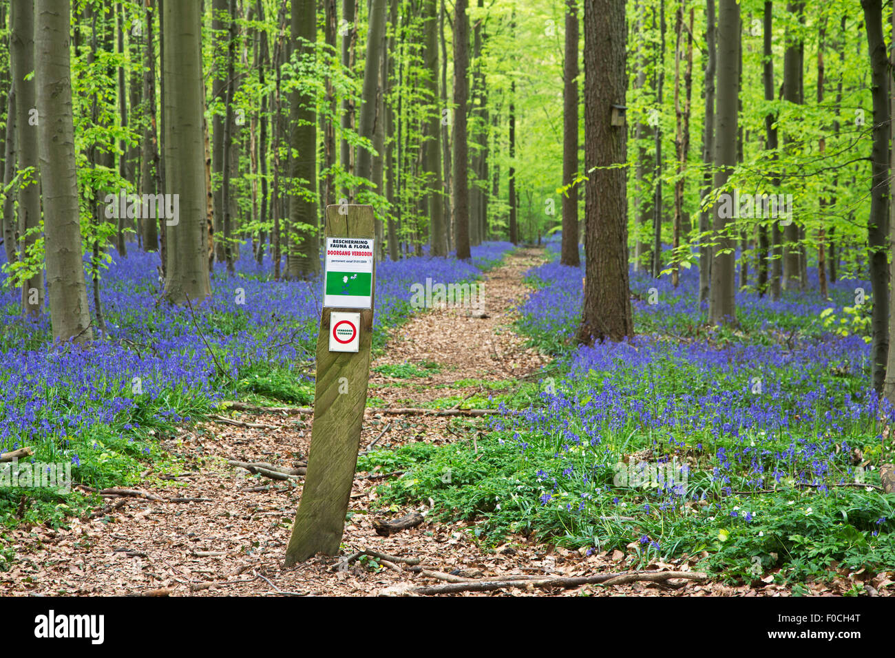 Prohibition sign prohibiting entrance and bluebells in flower in beech forest in spring at the Hallerbos near Brussels, Belgium Stock Photo