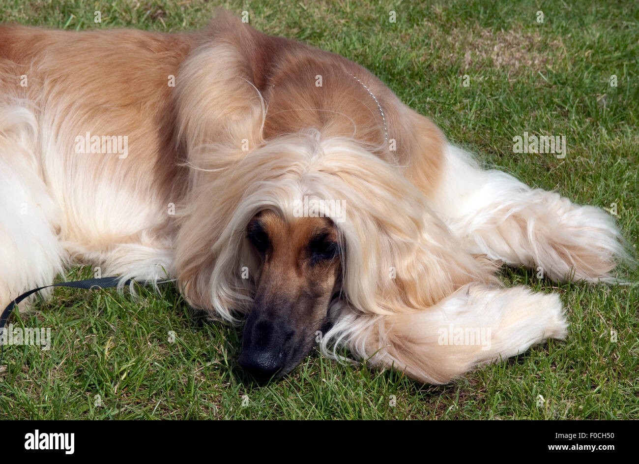 Afghane; Afghanischer; Windhund; Hund; Stock Photo