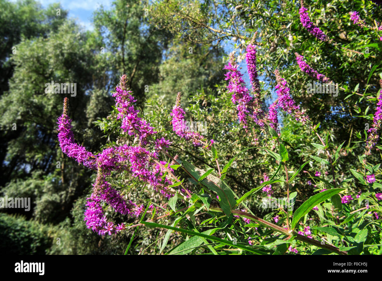 Worm's-eye view on purple loosestrife / spiked loosestrife / purple lythrum (Lythrum salicaria) in flower Stock Photo