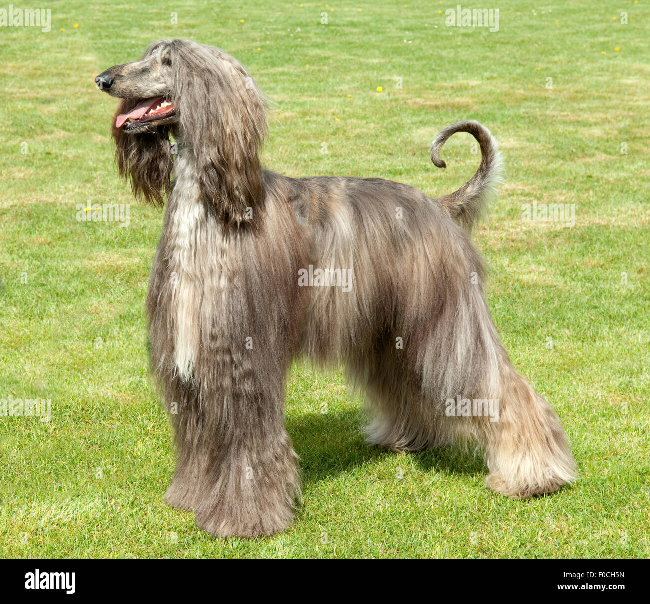 Afghane; Afghanischer; Windhund; Hund Stock Photo - Alamy