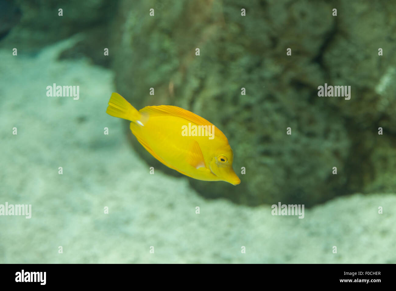 Yellow tang fish, Zebrasoma flavenscens, is a saltwater aquarium fish that is found in the Pacific and Indian Oceans in the wild Stock Photo
