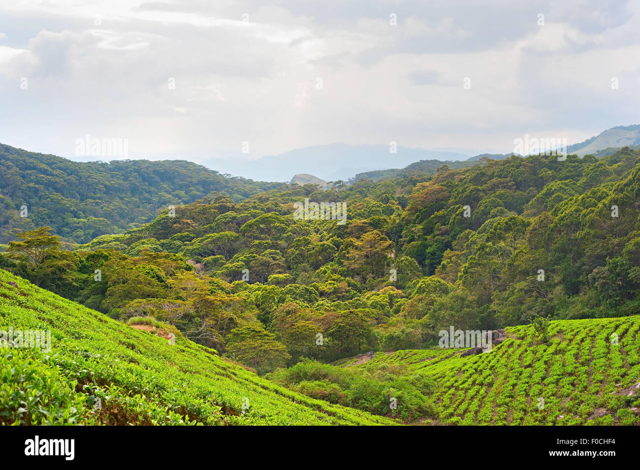 Tea fields in the mountains area. Rain forest, Sri Lanka Stock Photo
