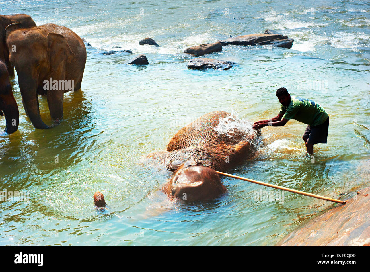 Elephant bathing in the river in the bright sunny day. Sri Lanka Stock Photo
