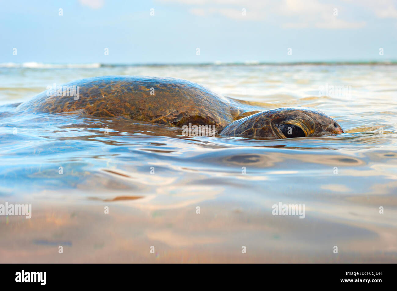 Close-up view of a turtle in the ocean. Sri Lanka Stock Photo