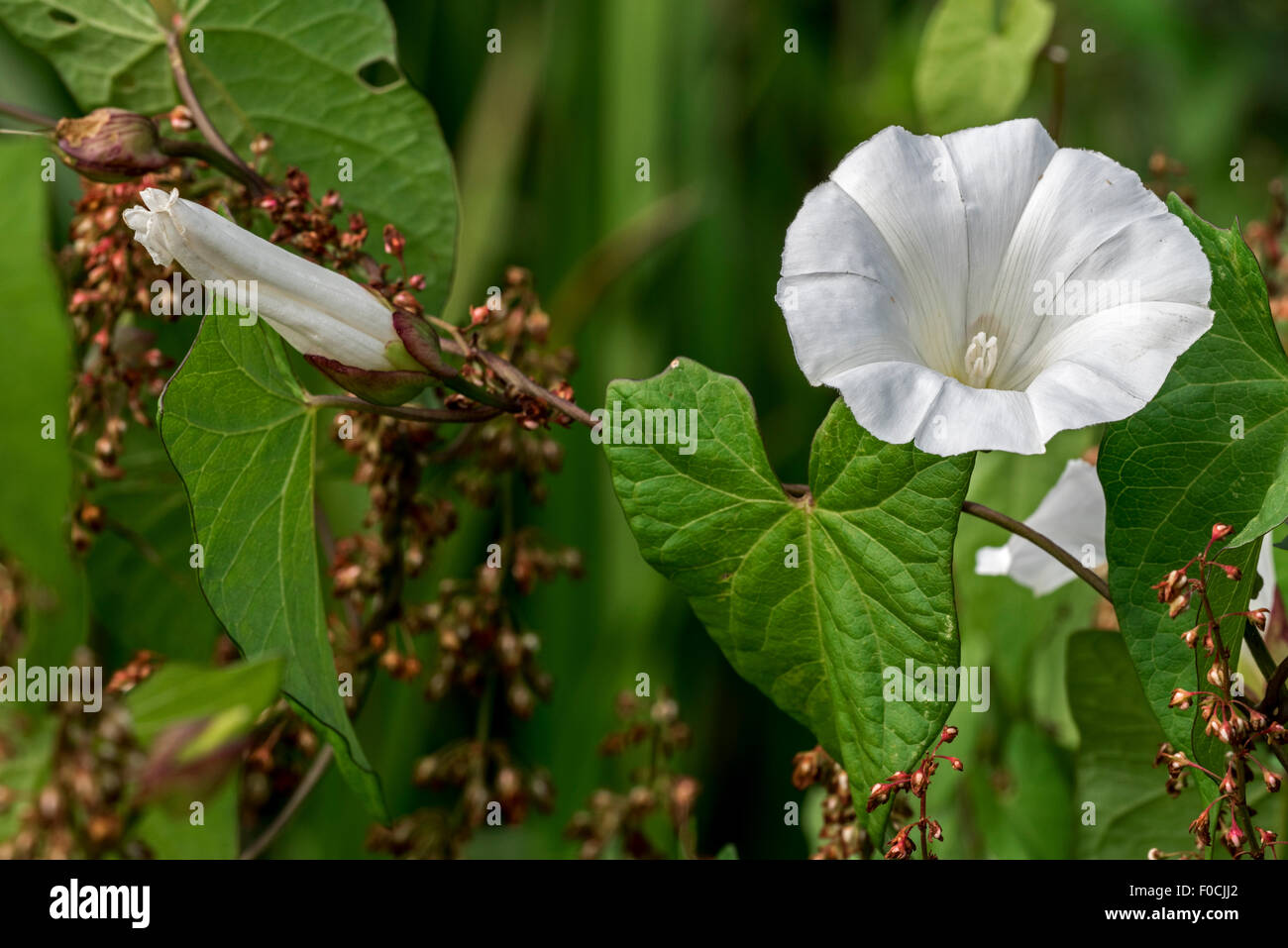 Larger bindweed / hedge bindweed / Rutland beauty / bugle vine (Convolvulus sepium / Calystegia sepium) in flower Stock Photo