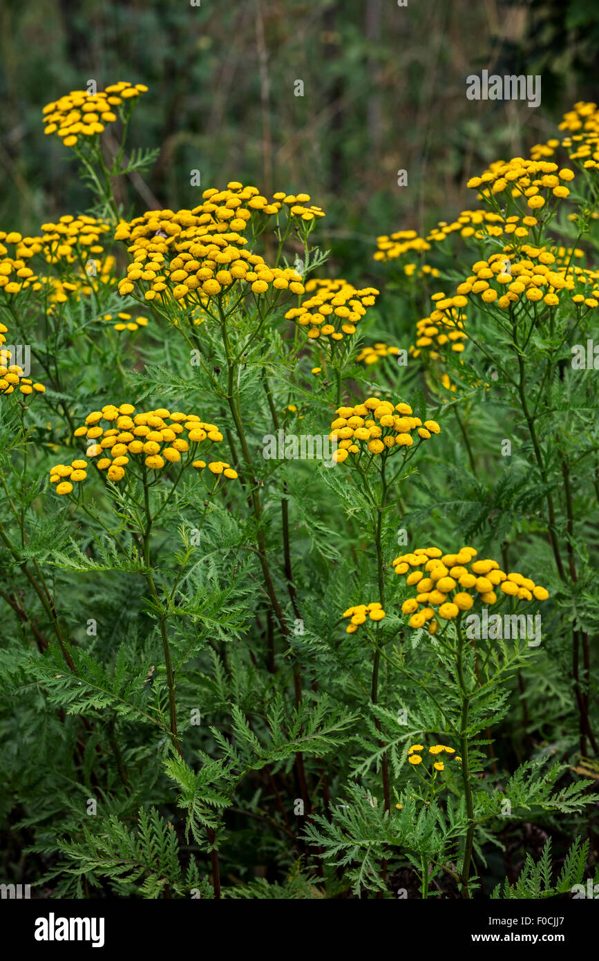 Common tansy / bitter buttons / cow bitter / golden buttons (Tanacetum vulgare / Chrysanthemum vulgare) in flower Stock Photo