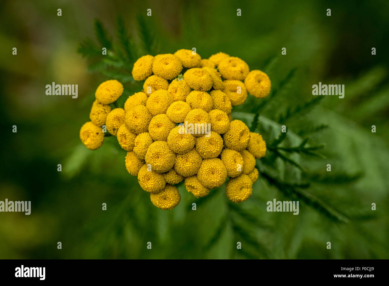 Common tansy / bitter buttons / cow bitter / golden buttons (Tanacetum vulgare / Chrysanthemum vulgare) in flower Stock Photo