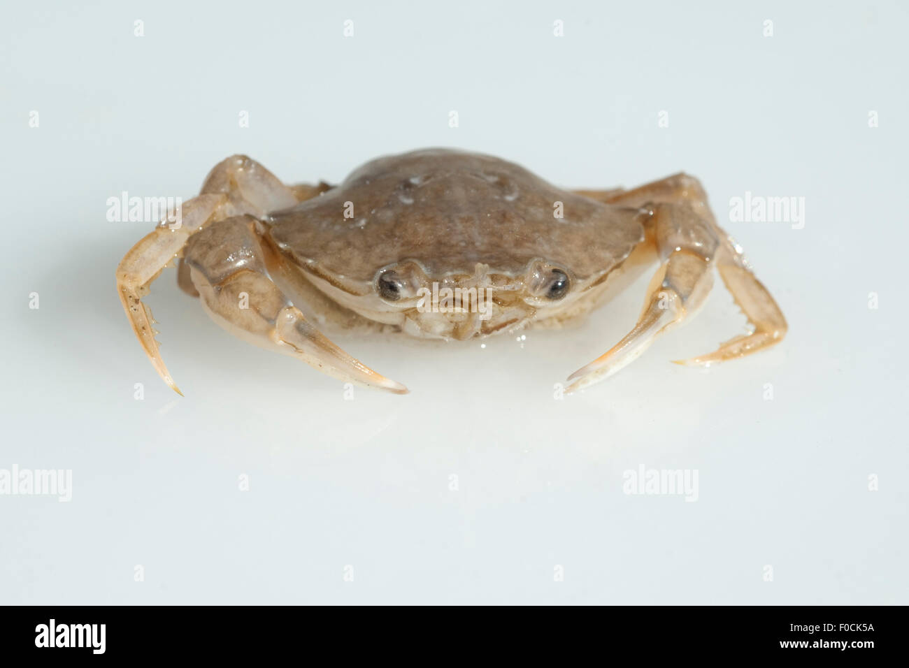 Krabbe, Brachyura, Kurzschwanzkrebs Stock Photo