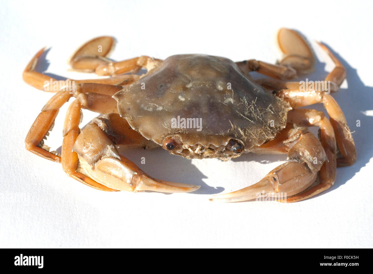 Krabbe, Stock Photo