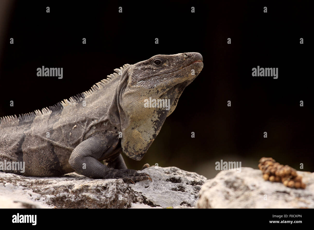 Dramatic photo of a handsome iguana basking in sun Stock Photo