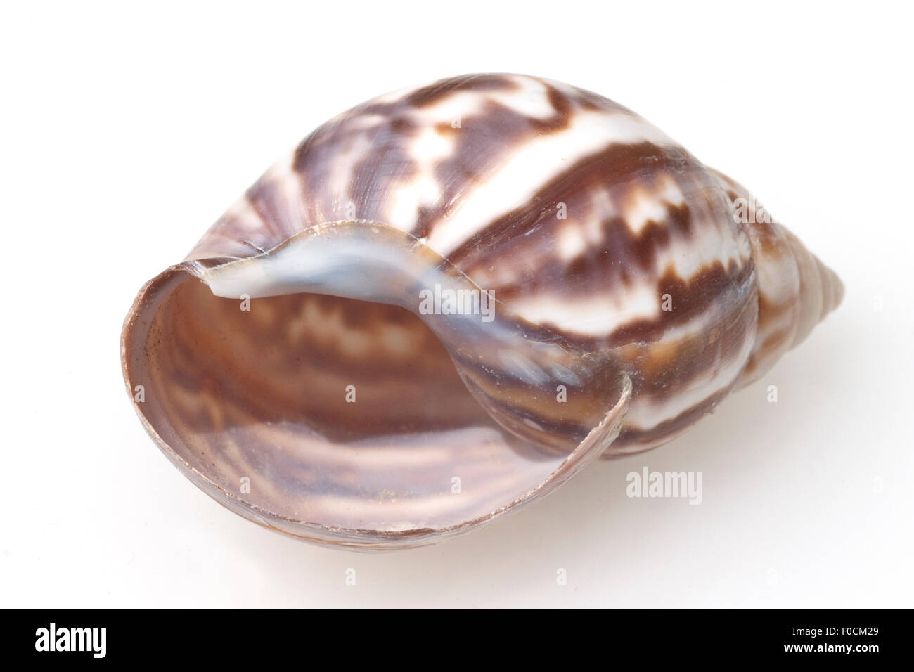 Meeresschnecken Stock Photo Alamy