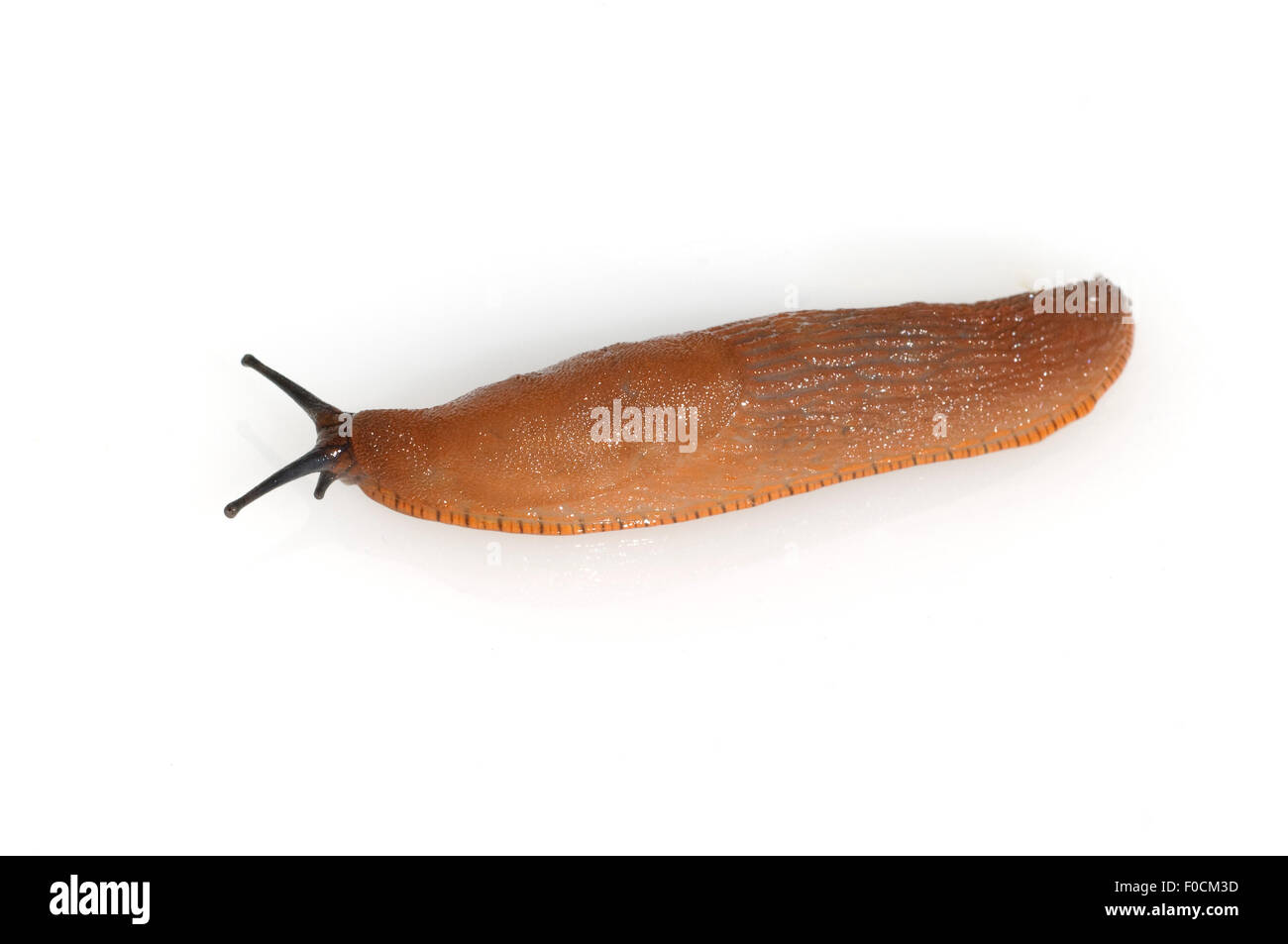 Rote Wegschnecke, Stock Photo