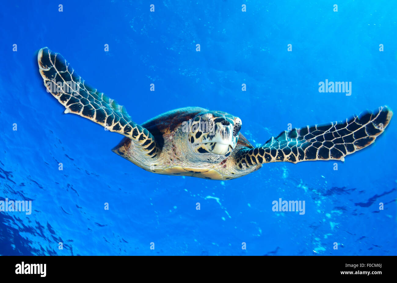 Hawkbill Sea Turtle Swimming Fast On The Blue Water Stock Photo Alamy