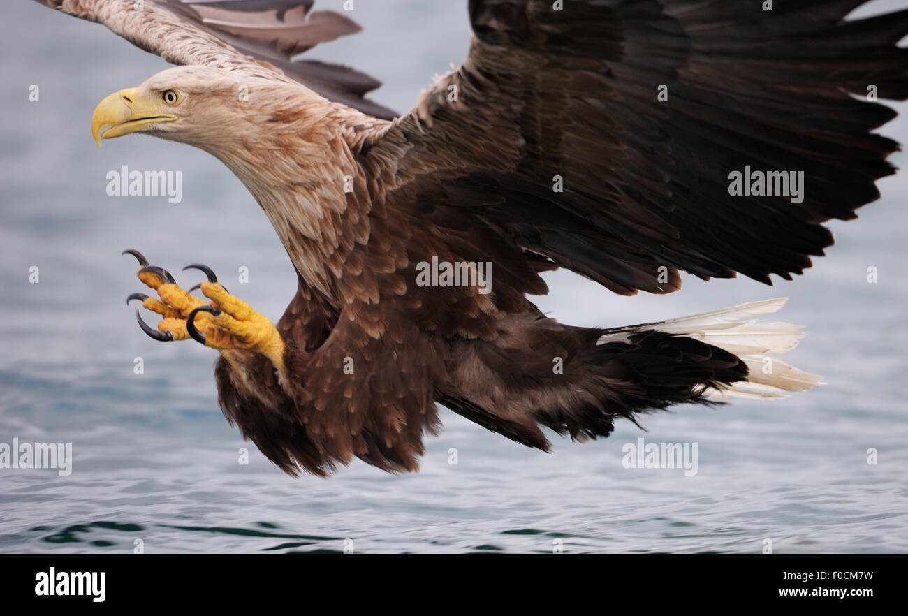 White tailed sea eagle (Haliaetus albicilla) about to take fish from water, Flatanger, Norway. WWE Mission: Sea eagles of Norway. Stock Photo
