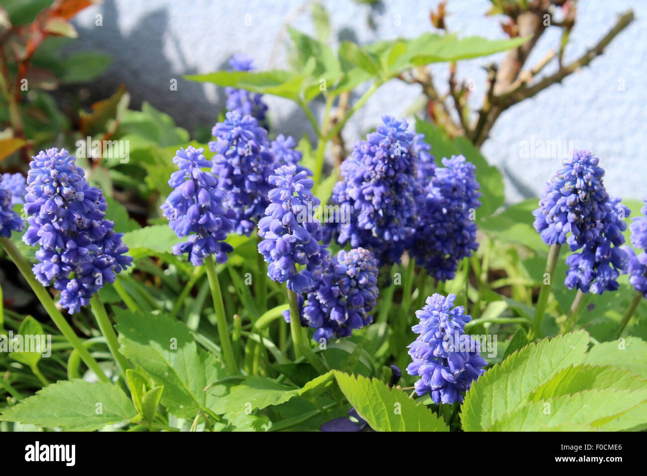 grape hyacinth blossoms Stock Photo
