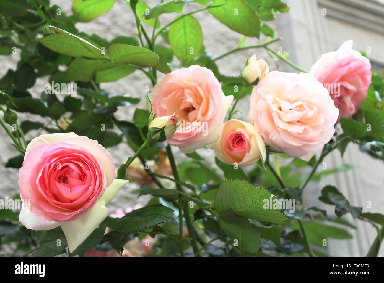 peach-colored roses on a rosebush Stock Photo