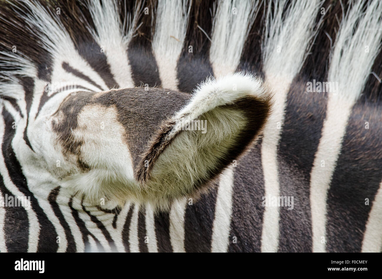 Zebra ears hires stock photography and images Alamy