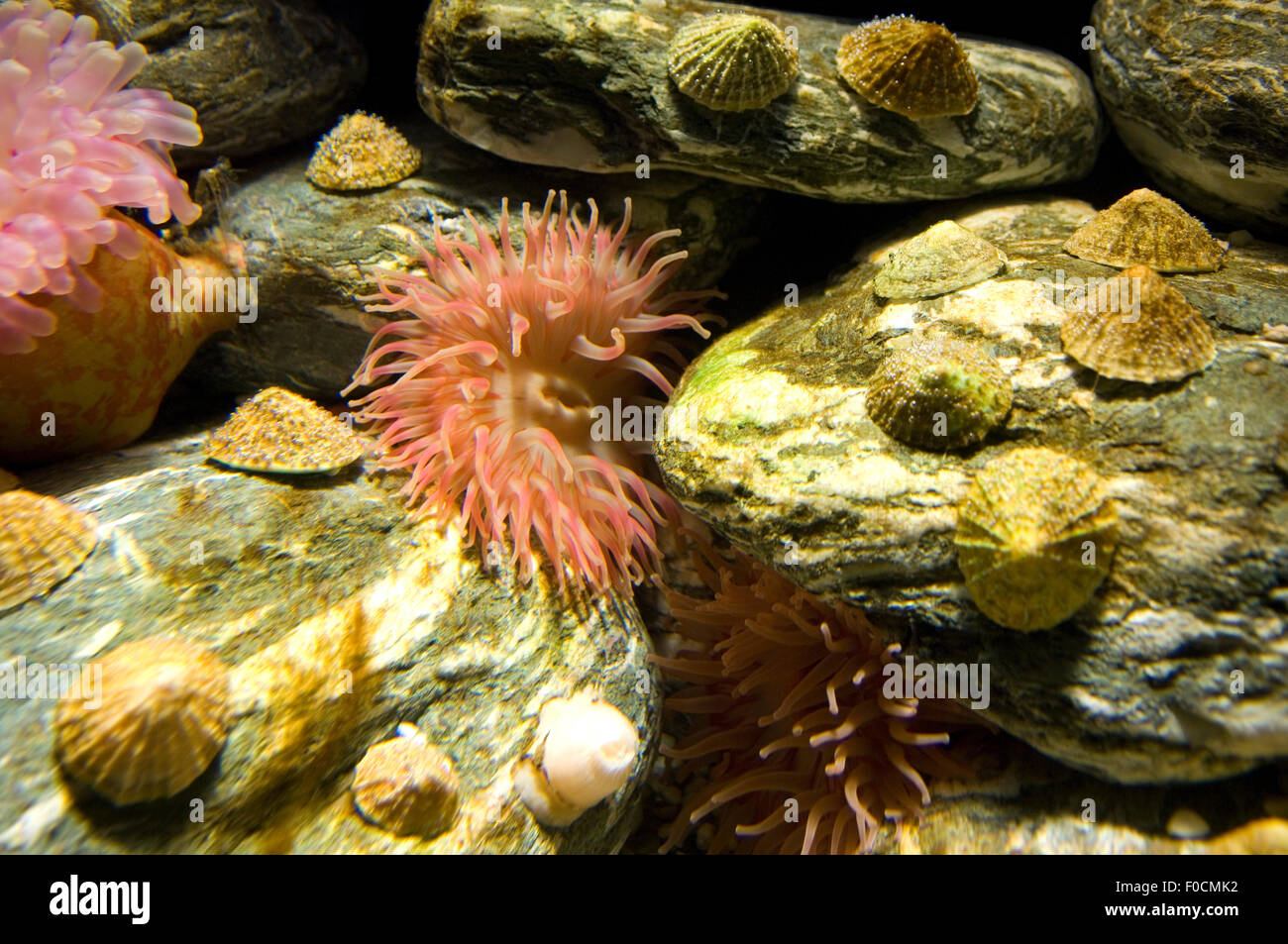 Seeanemone Stock Photo