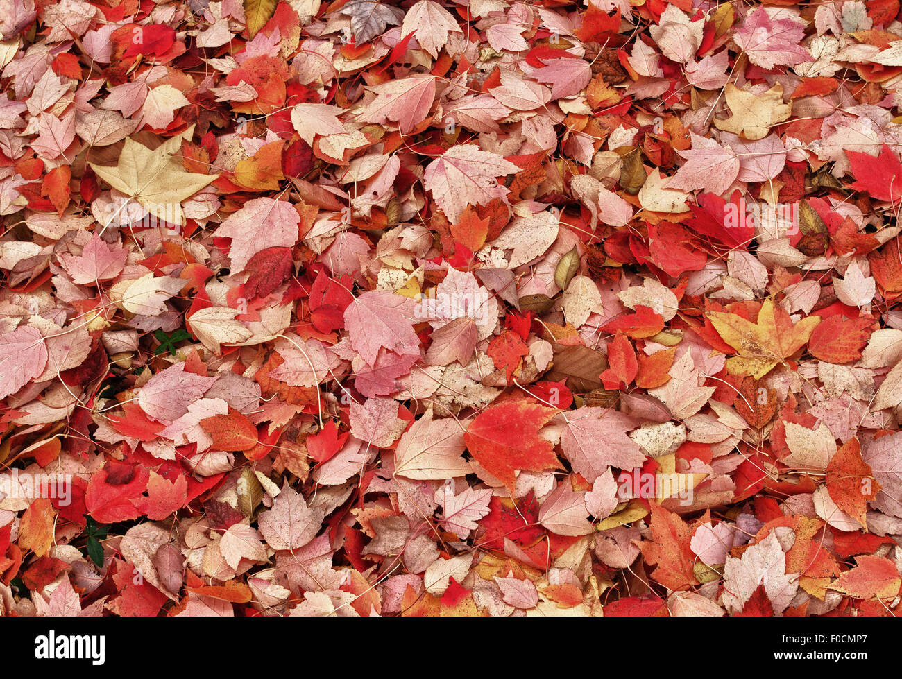 Autumn maple foliage birch hi-res stock photography and images - Alamy