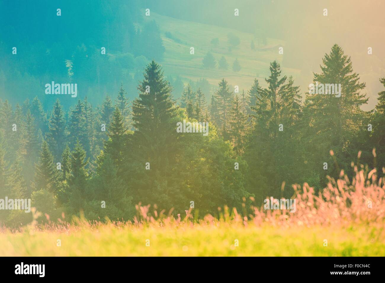 Summer Photo Background. Hot Summer Day Between the Nature. Scenic Alp Mountains Landscape with Meadow and the Trees Line. Frenc Stock Photo
