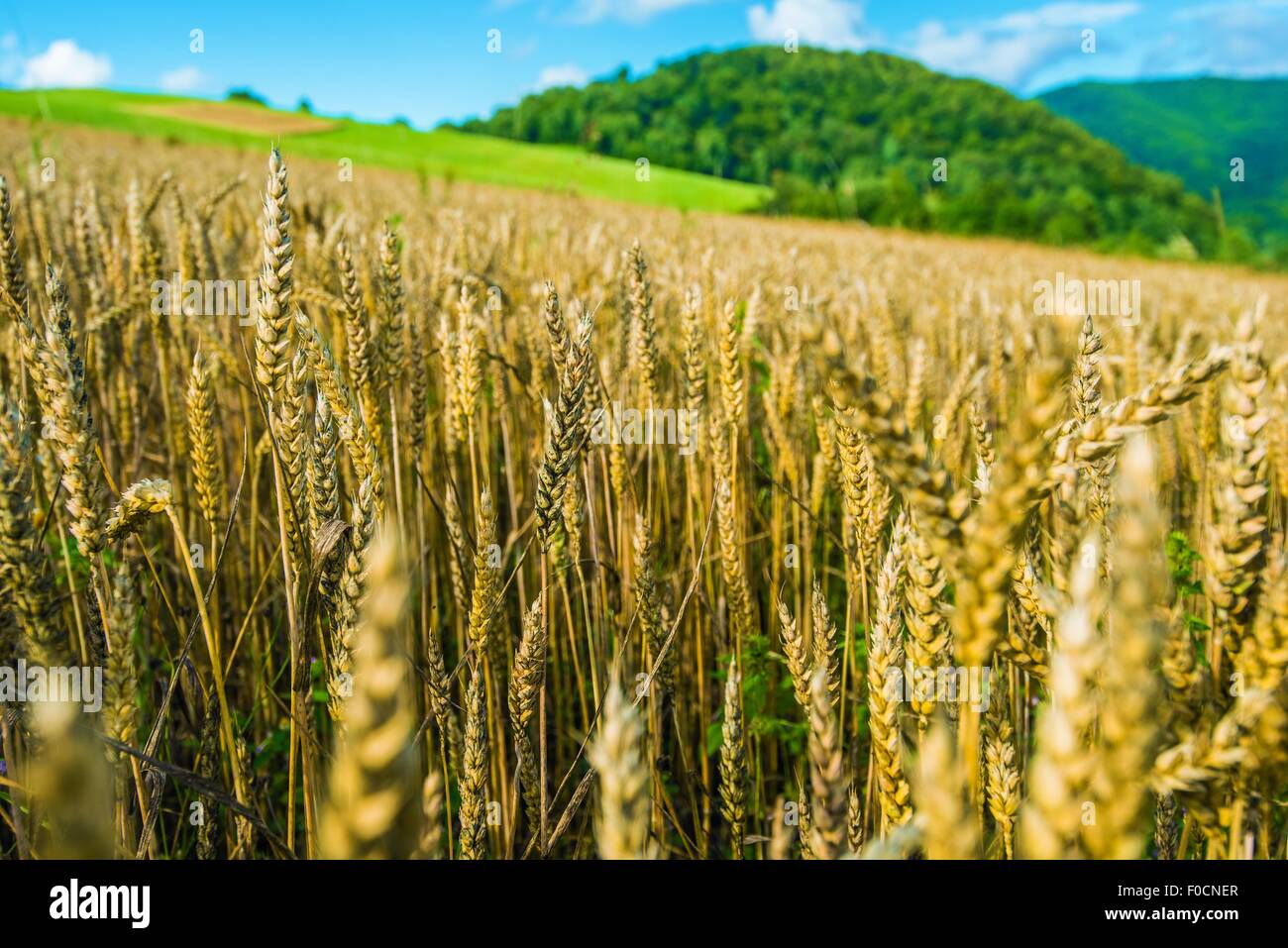 Organic Rye Fields in Bieszczady, Poland, Europe. Agriculture Theme ...