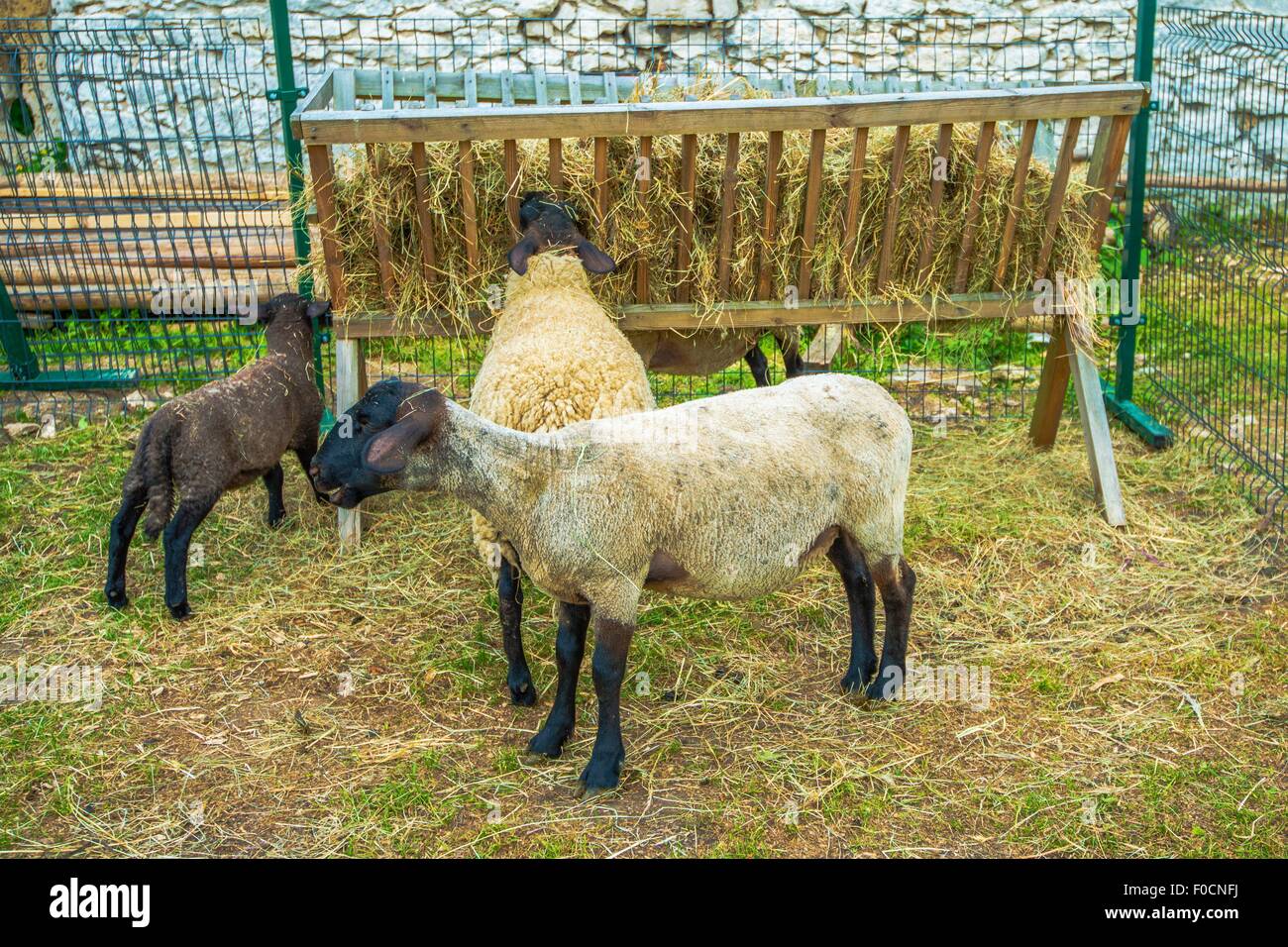 Sheep Feeder Sheep At The Farm Agriculture Theme Stock Photo