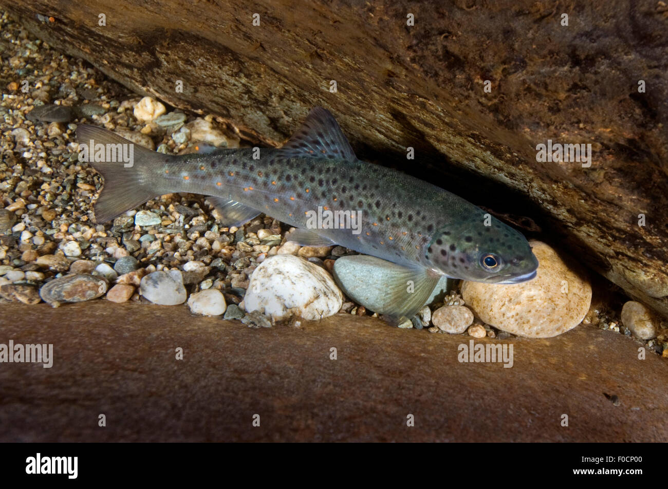 Atlantic salmon (Salmo salar) or Brown / Sea trout (Salmon trutta