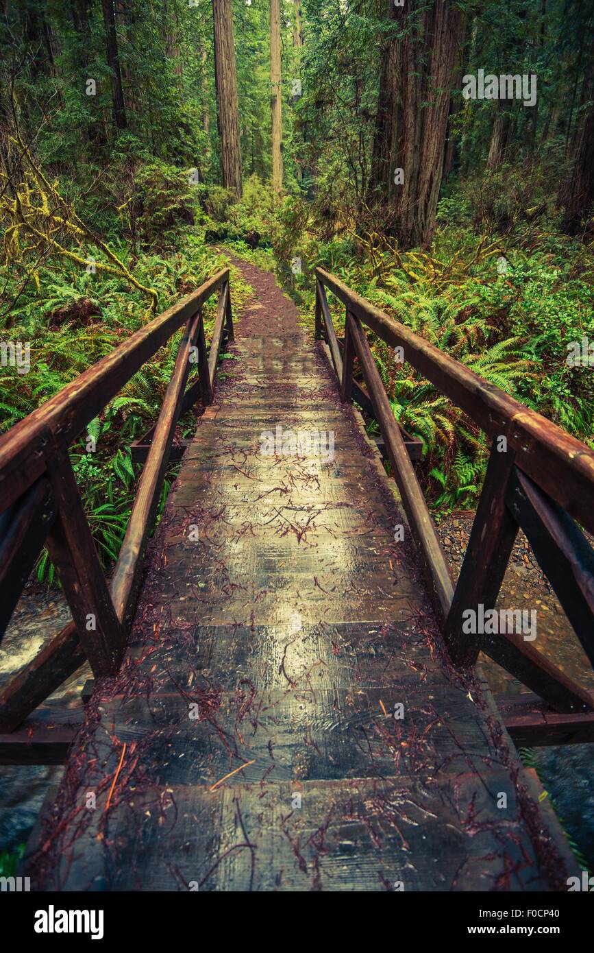 Wooden bridge in the forest hi-res stock photography and images - Alamy