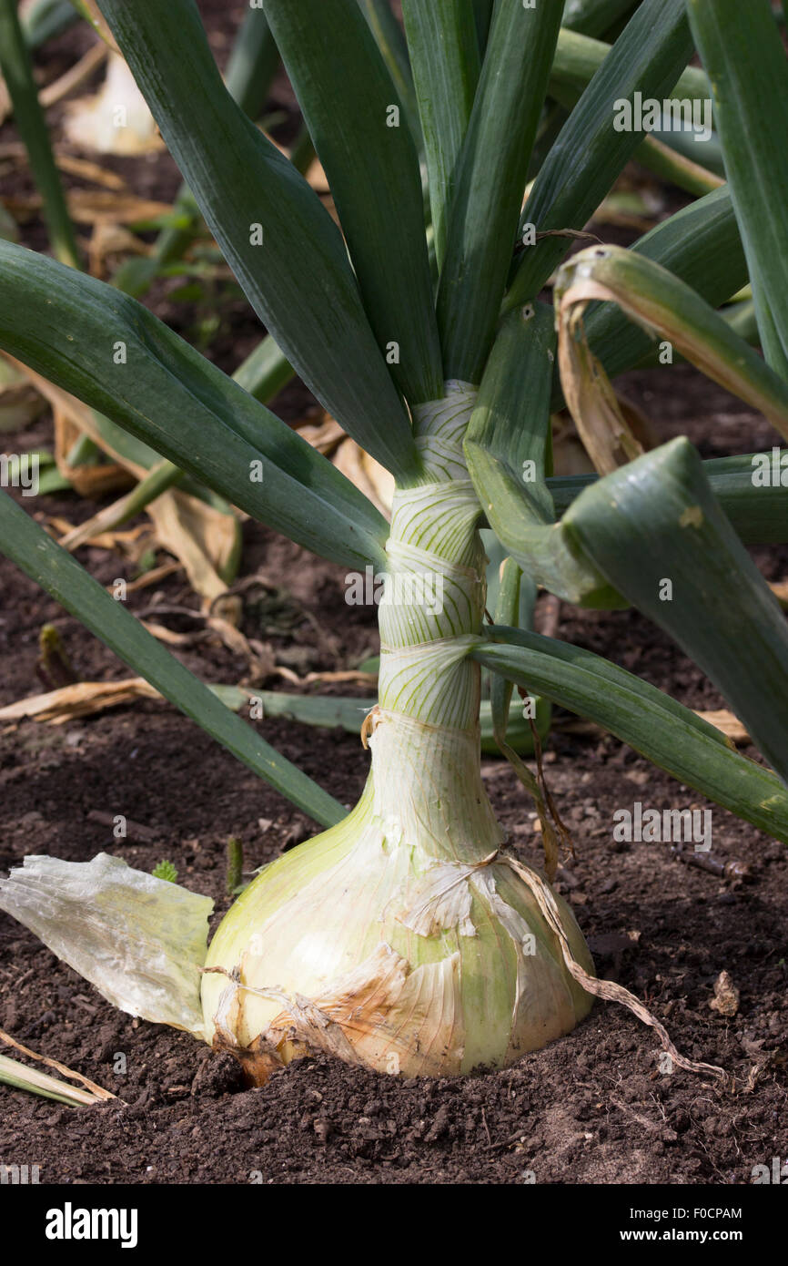 Bulb of the French heirloom onion, Allium cepa 'Jaune Paille Des Vertus', a late 1700's introduction. Stock Photo