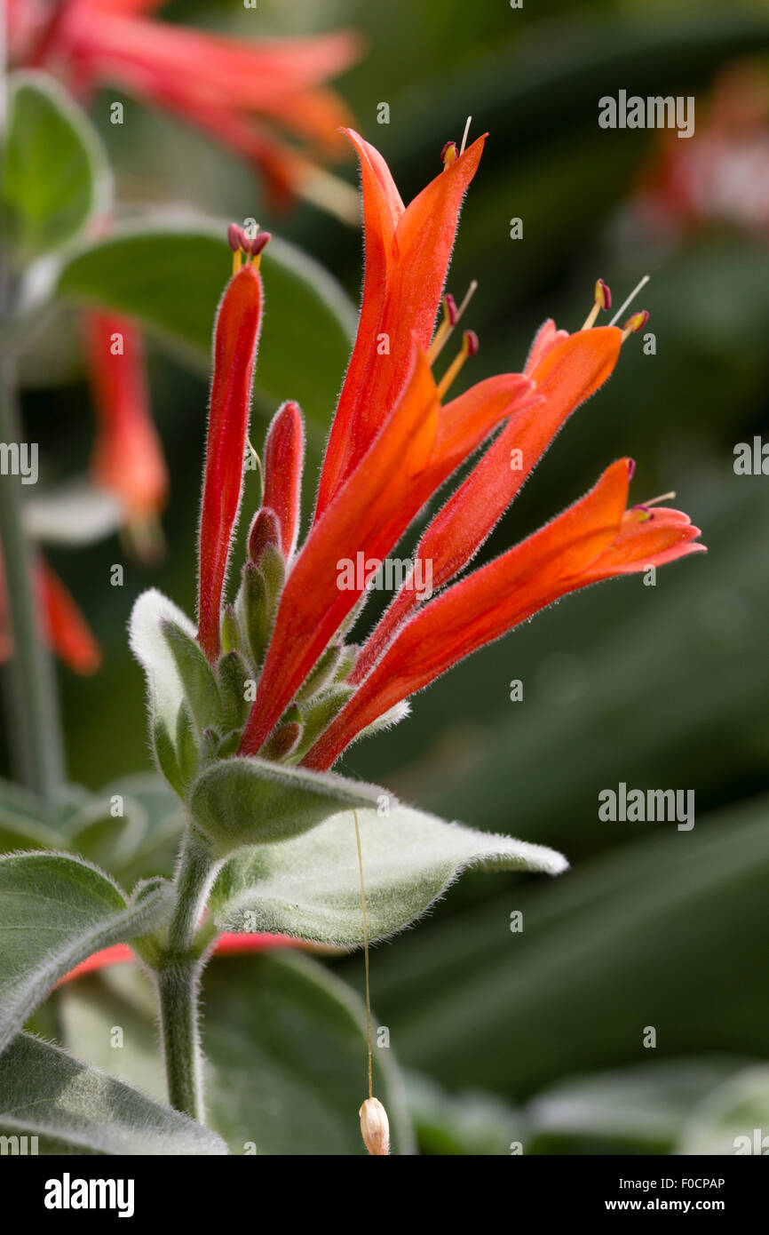 Flowers of the sub-tropical firecracker plant, Dicliptera suberecta. Stock Photo