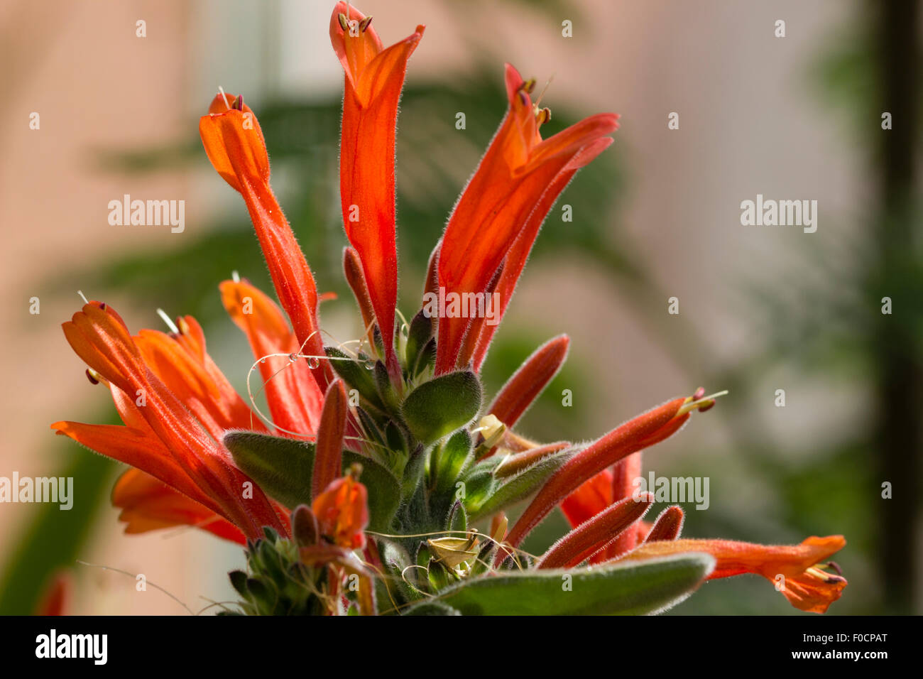 Flowers of the sub-tropical firecracker plant, Dicliptera suberecta. Stock Photo