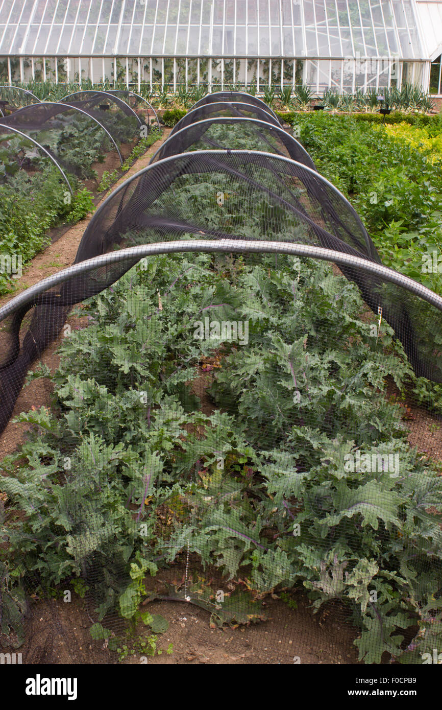 Red Russian Kale growing in a netting tunnel for protection.  Normanby Hall walled garden, Scunthorpe, UK Stock Photo