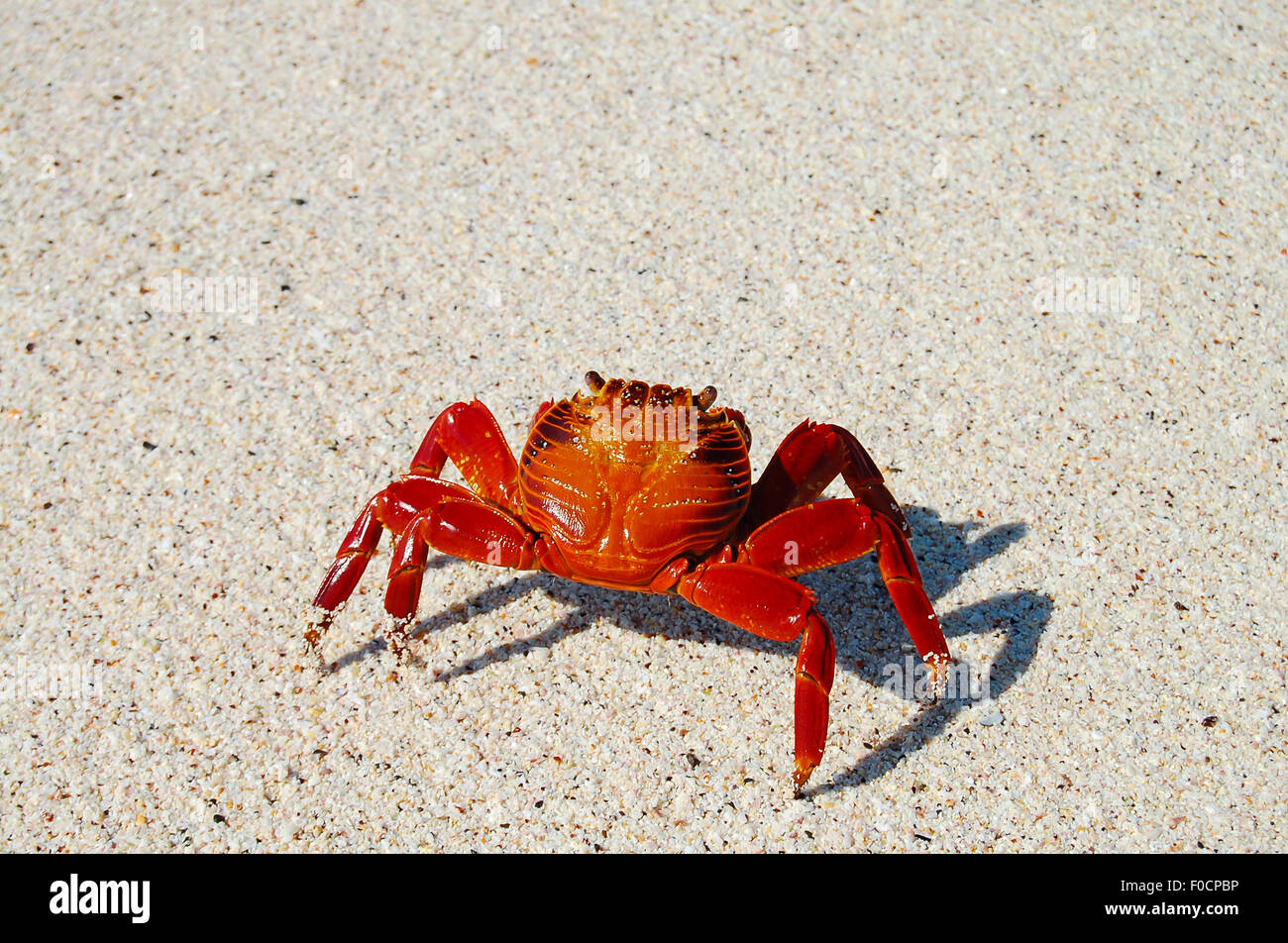 Sally Lightfoot Crab - Galapagos - Ecuador Stock Photo