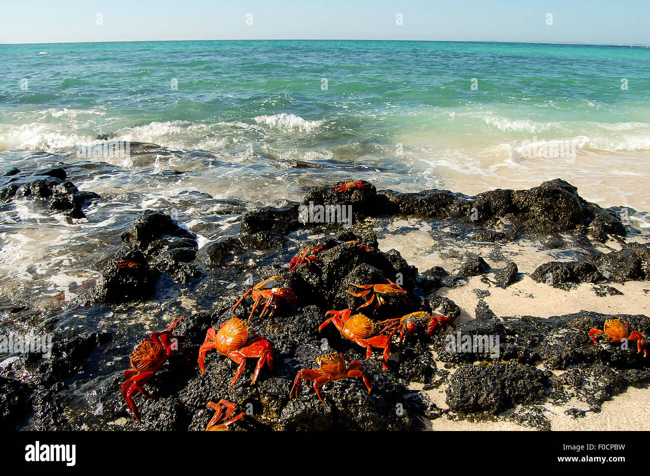 Sally Lightfoot Crabs - Galapagos - Ecuador Stock Photo
