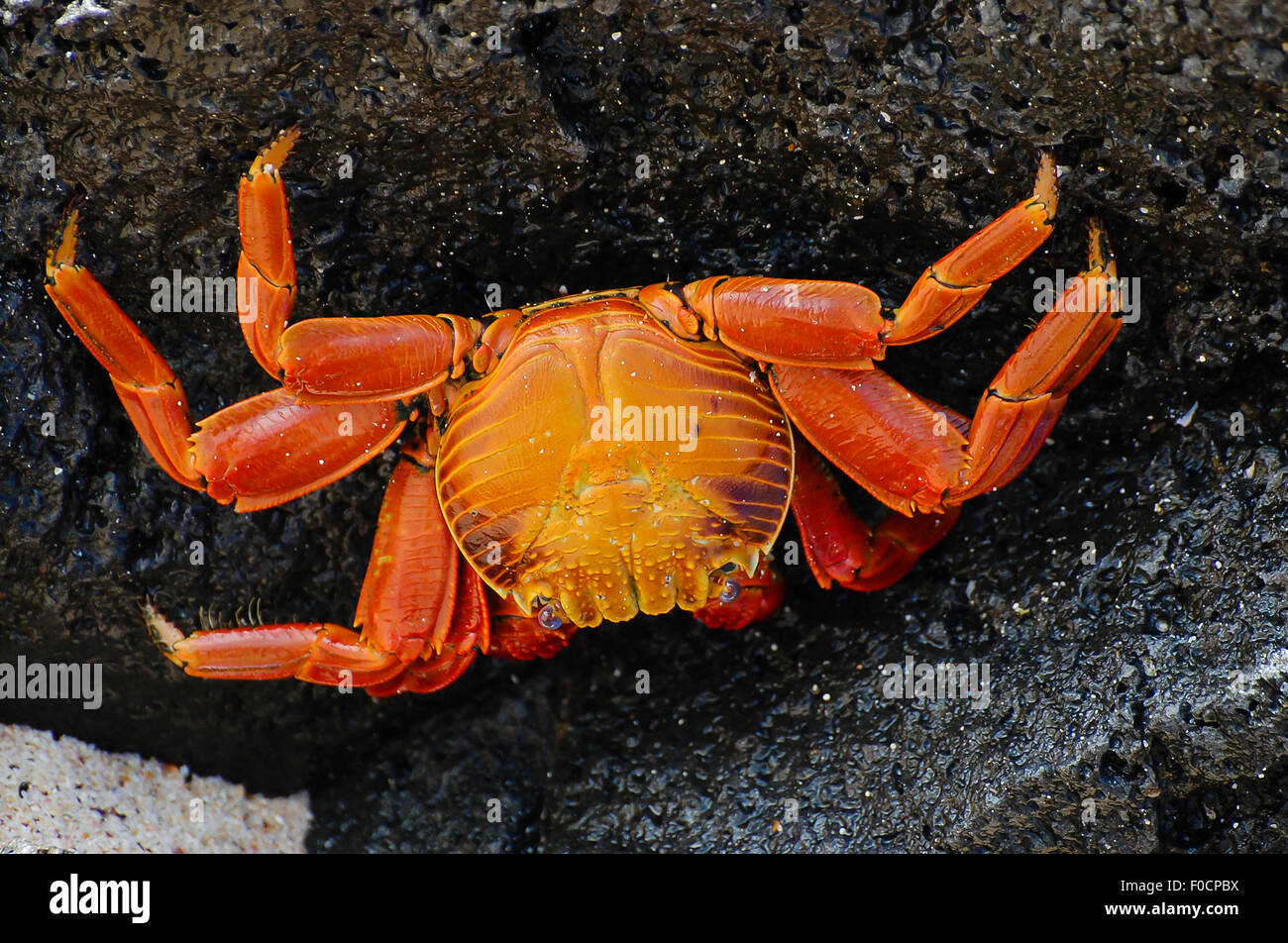 Sally Lightfoot Crab - Galapagos - Ecuador Stock Photo