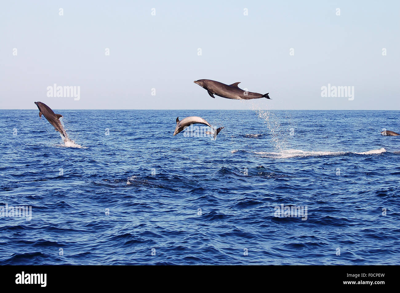 Jumping Dolphins - Galapagos - Ecuador Stock Photo