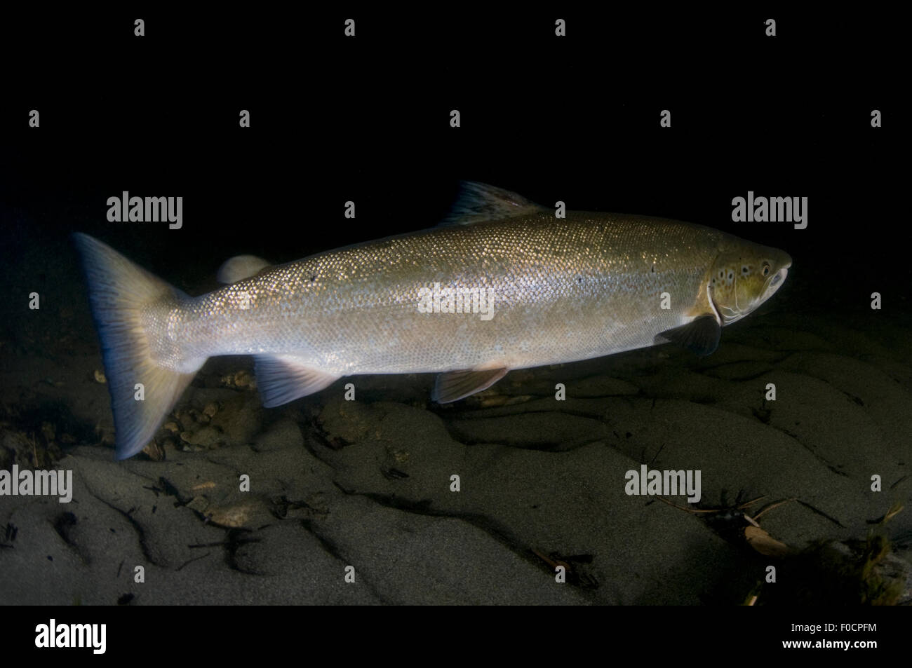 Atlantic salmon (Salmo salar) male, Orkla River, Norway, September 2008