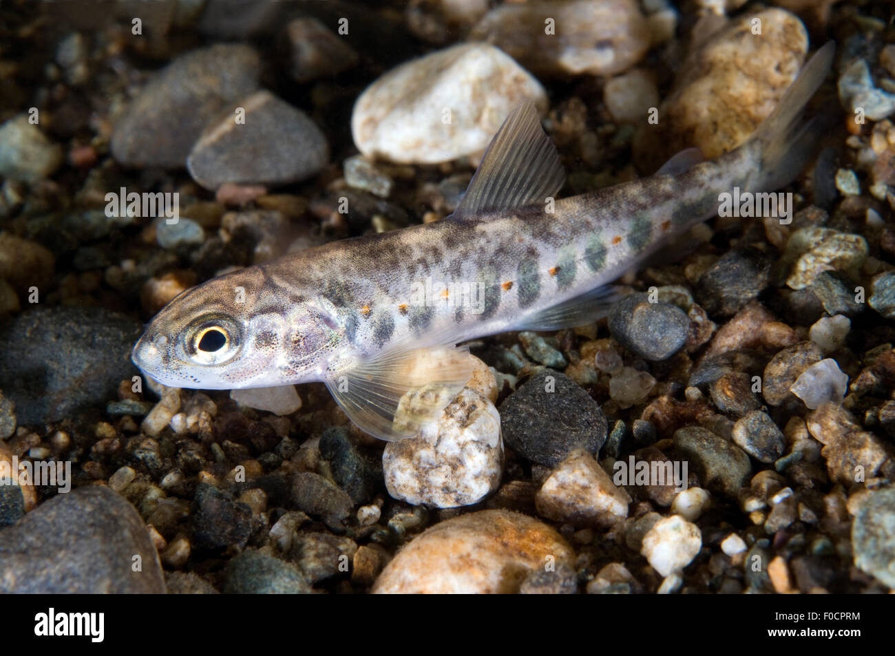 Atlantic Salmon Fry