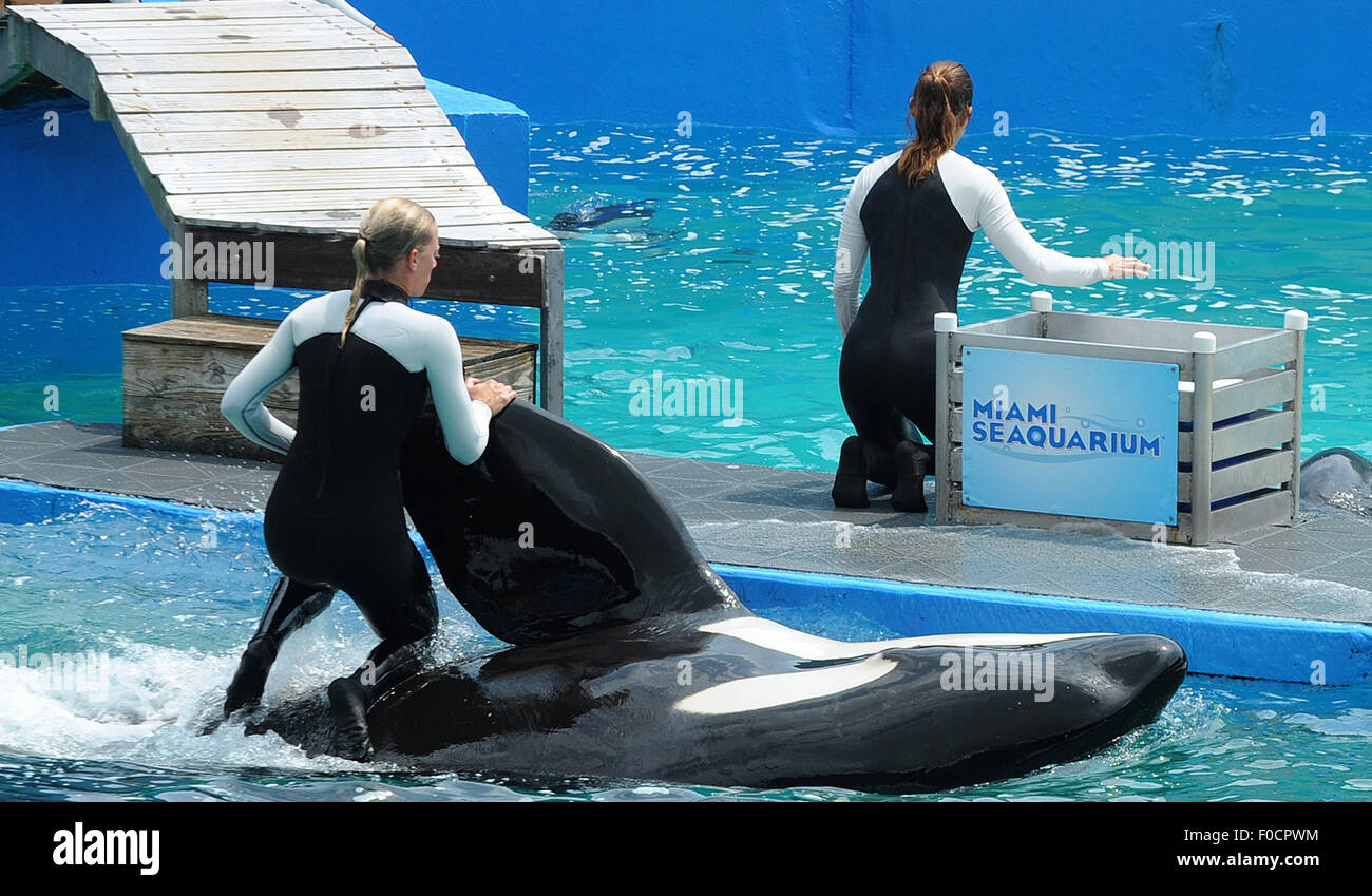 March 26, 2015 - Key Biscayne, Florida, United States - Trainers perform with killer whale, Lolita, at Miami Seaquarium. Stock Photo