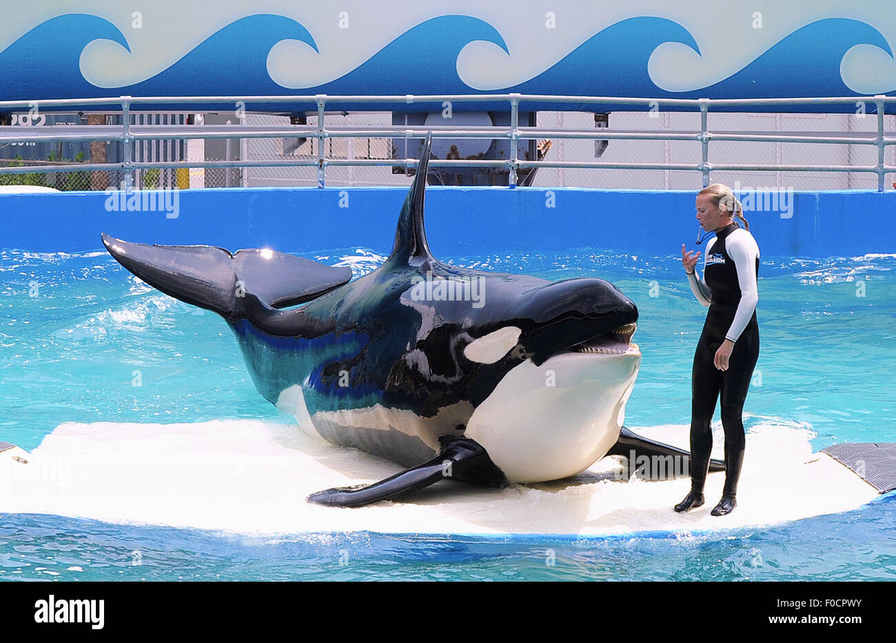 March 26, 2015 - Key Biscayne, Florida, United States - A trainer performs with killer whale, Lolita, at Miami Seaquarium. Stock Photo