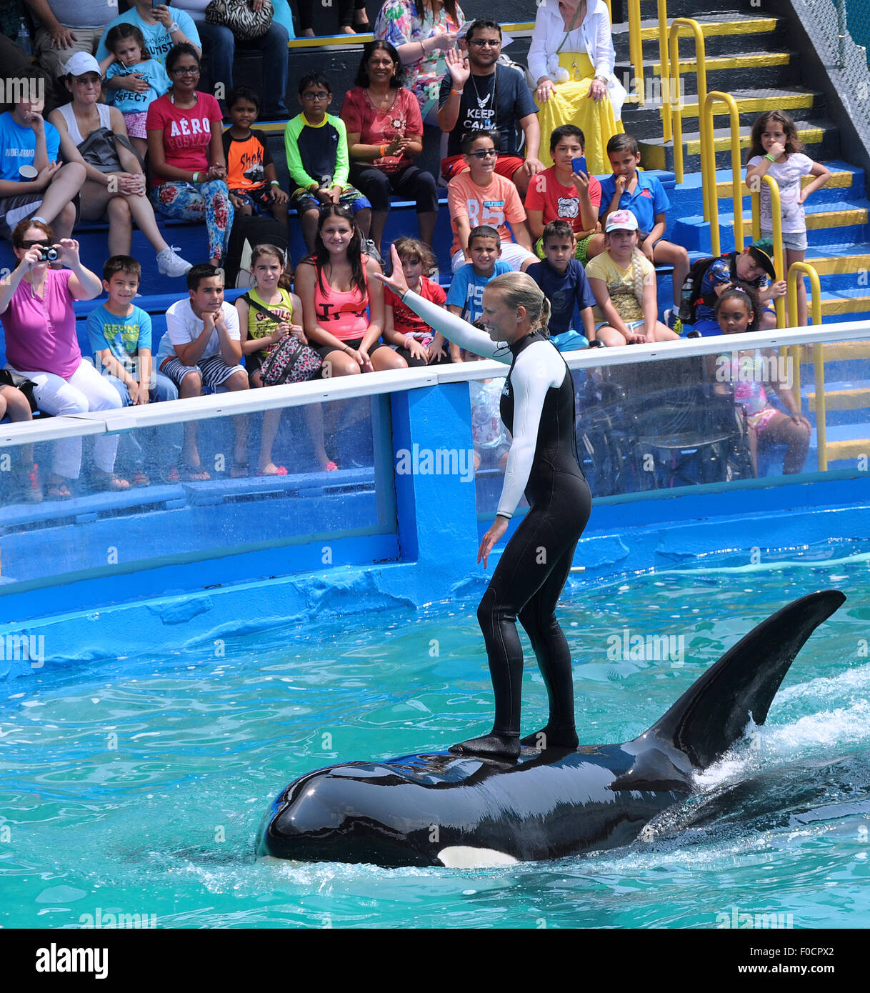 March 26, 2015 - Key Biscayne, Florida, United States - A trainer performs with killer whale, Lolita, at Miami Seaquarium. Stock Photo