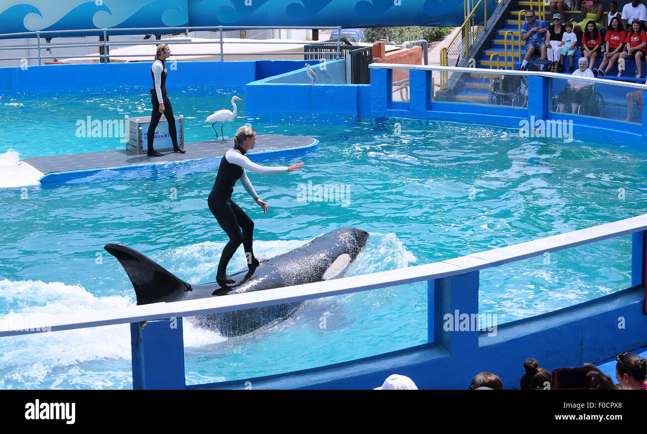 March 26, 2015 - Key Biscayne, Florida, United States - Trainers perform with killer whale, Lolita, at Miami Seaquarium. Stock Photo